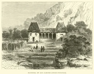 Hacienda de Los Camotes, Batatas