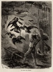 Caza de búhos refugiados en la iglesia de Sarayacu (Perú), dibujo de Riou para ilustrar el viaje de Paul Marcoy de 1848 a 1860. Grabado en 