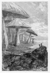 Es solo un bosque de hongos, dice él, dibujo de Riou en "Viajes Extraordinarios" por Jules Verne, ed. Hetzel, s.d. siglo XIX