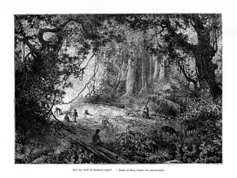 Selva tropical en Honduras Británica, siglo XIX
