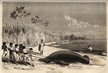 La captura de manatíes en Mabuiso (Perú). Dibujo de Riou, para ilustrar el viaje del Océano Pacífico al Océano Atlántico