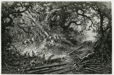 La explotación de caoba en los bosques de los Andes. Grabado por Riou, para ilustrar la historia "Viaje a Yucatán y la Tierra de los Lacandones", en 1882, por Désiré Charnay (1828-1915) arqueólogo y fotógrafo. Publicado en Le Tour du monde