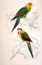 1. Perico de cabeza amarilla. 2. Perico multicolor