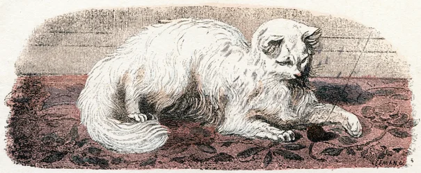 Gato de angora - " Alfabeto ilustra animales" siglo XIX (grabado)