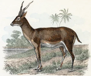 Antílope de "Abecedario ilustrado de animales".