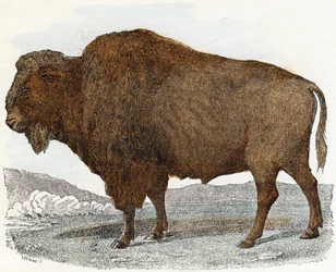 Bisonte del abecedario ilustrado de animales