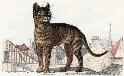 Gato del abecedario ilustrado de animales