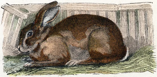 Conejo doméstico- " Alfabeto ilustra animales" siglo XIX (grabado)