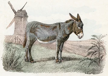 Burro de "Abecedario ilustrado de animales".