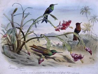 Colibríes: colibrí de cola ahorquillada, rubí topacio y rubí grande - dibujados por E. Traviès