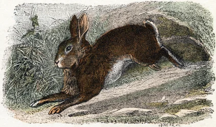 Conejo Garenne- " Alfabeto ilustra animales" siglo XIX (grabado)