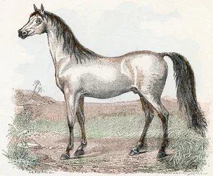 Caballo- " Alfabeto ilustra animales" siglo XIX (grabado)