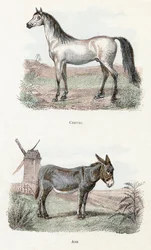 Caballo y burro- " Alfabeto ilustra animales" siglo XIX (grabado)
