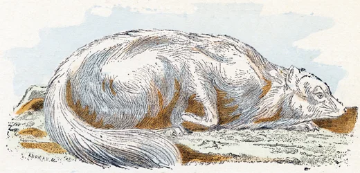 Isatis (zorro polar o ártico)- " Alfabeto ilustra animales" siglo XIX (grabado)