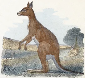 Canguro- " Alfabeto ilustra animales" siglo XIX (grabado)