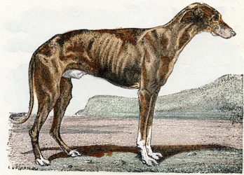 Levrier (perro)- " Alfabeto ilustra animales" siglo XIX (grabado)