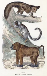 Monos - " Alfabeto ilustra animales" siglo XIX (grabado)