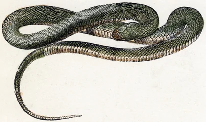 Naja (serpiente) - " Alfabeto ilustra animales" siglo XIX (grabado)