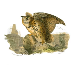 Historia natural: Tabla zoológica que representa aves rapaces diurnas. El Gran Duque