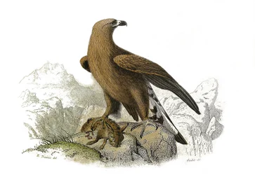 Tabla de Historia Natural: Tabla zoológica que representa aves rapaces nocturnas. El gran águila. Placa extraída de los nueve volúmenes sobre aves en “Obras completas de Buffon” escritas por el naturalista Georges Louis Leclerc, Conde de Buffon (1707-1788)