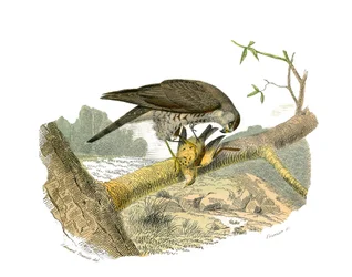 Lámina de historia natural: Lámina zoológica que representa aves rapaces nocturnas. El halcón. Lámina extraída de los nueve volúmenes sobre aves en 