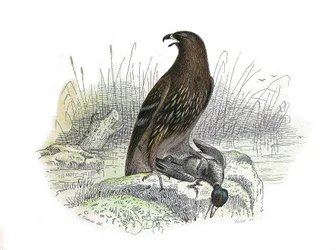 Placa de Historia Natural: Tabla zoológica que representa aves de presa nocturnas. El águila pequeña. Placa extraída de los nueve volúmenes sobre aves en “Obras completas de Buffon” escritas por el naturalista Georges Louis Leclerc, Conde de Buffon (1707-1