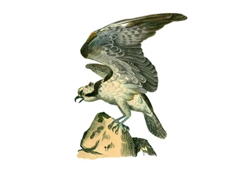 Tablero de Historia Natural: Tablero zoológico que representa aves de presa nocturnas. El águila pescadora. Lámina extraída de los nueve volúmenes sobre aves en "Obras completas de Buffon" escritas por el naturalista Georges Louis Leclerc, Conde de Buffon
