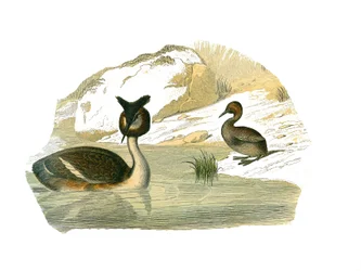 Historia natural: Tabla zoológica que representa palmeras braquípteras
