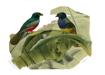 Tabla de Historia Natural: Tabla zoológica que representa trepadores. El vientre rojo y el vientre amarillo. Placa extraída de los nueve volúmenes sobre aves en “Obras completas de Buffon” escritas por el naturalista Georges Louis Leclerc, Conde de Buffon 