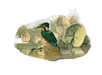 Placa de Historia Natural: Tabla zoológica que representa paseriformes sindáctilos (con dos o más dedos juntos). El martín pescador. Placa extraída de los nueve volúmenes sobre aves en “Obras completas de Buffon” escritas por el naturalista Georges Louis L