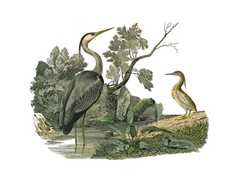 Tablero zoológico que representa aves acuáticas y zancudas cultrirostras (con picos grandes, largos y fuertes): garza y cangrejo. Lámina extraída de los nueve volúmenes sobre aves en 