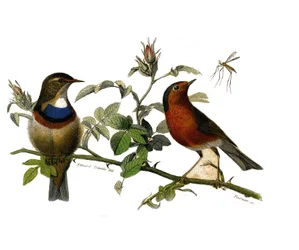 Historia natural: Tabla zoológica que representa paseriformes dentirostros
