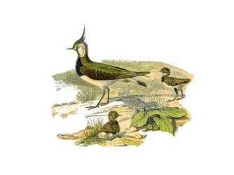 Placa de Historia Natural: Tabla zoológica que representa a los zancudos longirostros (con picos largos y delgados): el cordero y su cría. Placa extraída de los nueve volúmenes sobre aves en “Obras completas de Buffon” escritas por el naturalista Georges L
