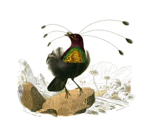 Tabla zoológica que representa paseriformes con pico cónico. El sifilet. Lámina extraída de los nueve volúmenes sobre aves en 