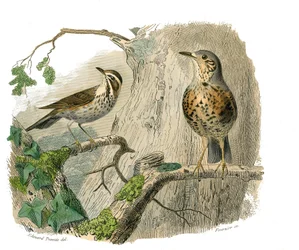 Placa de Historia Natural: Tabla zoológica que representa paseriformes conirostros (pico cónico). El maldito y los desagües. Placa extraída de los nueve volúmenes sobre aves en “Obras completas de Buffon” escritas por el naturalista Georges Louis Leclerc, 