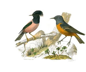 Tablero zoológico que representa paseriformes conirrostros