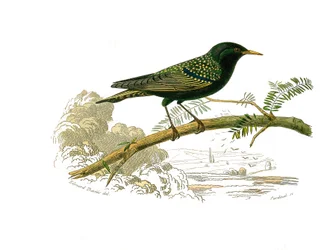 Placa de Historia Natural: Tabla zoológica que representa gallináceas. La paloma. Placa extraída de los nueve volúmenes sobre aves en “Obras completas de Buffon” escritas por el naturalista Georges Louis Leclerc, Conde de Buffon (1707-1788) entre 1749 y 17