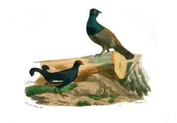 Lámina de historia natural: lámina zoológica que representa gallináceas: urogallos de cola bifurcada y urogallos. Lámina extraída de los nueve volúmenes sobre aves de las «Obras completas de Buffon», escritas por el naturalista Georges Louis Leclerc