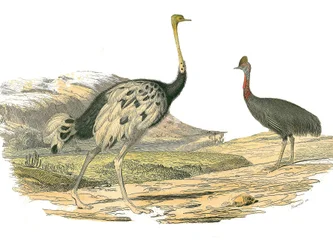 Tabla de historia natural: Tabla zoológica que representa a las zancudas: avestruz y casuario. Placa extraída de los nueve volúmenes sobre aves en 