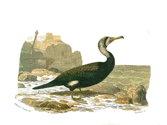 Lámina de historia natural: Lámina zoológica que representa totipalmas (pesca submarina). El cormorán. Lámina extraída de los nueve volúmenes sobre aves en 
