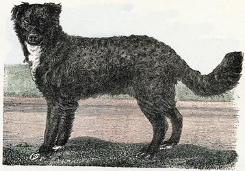 Terranova, Terranova - " El alfabeto ilustra los animales" siglo XIX (grabado)