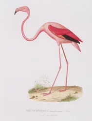 Phenicopterus americanus (Flamenco) grabado por Fournier, pub. por Bougeard