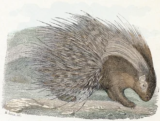 Epopeya del cerdo (porc-epic) - " Alfabeto ilustra animales" Siglo XIX (grabado)