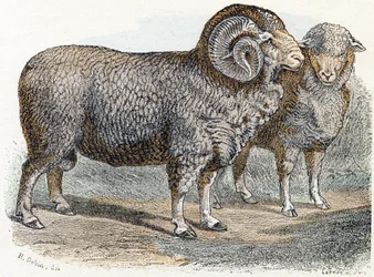 Oveja- " Alfabeto ilustra animales" siglo XIX (grabado)