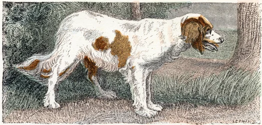 Spagneul (perro)- " Alfabeto ilustra animales" siglo XIX (grabado)