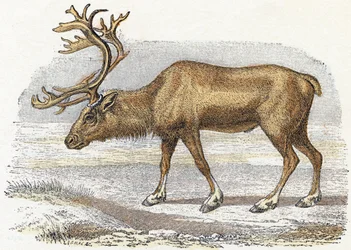 Xandarus - " Alfabeto ilustra animales" siglo XIX (grabado)