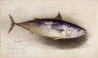 Estudio de pez (atún bonito)