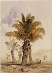 Palmeras de coco en Bahía
