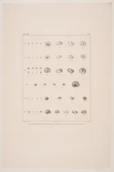 Colección de conchas de Christian VIII, tabla I