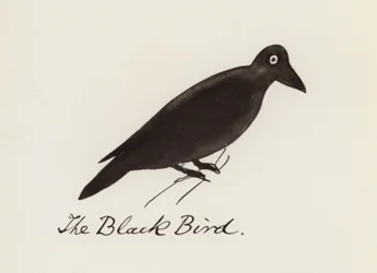 Edward Lear, El libro de los pájaros: El pájaro negro (litografia en color)